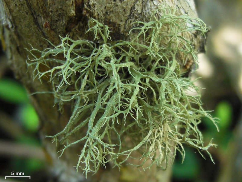 Ramalina subpellucida