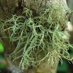 Ramalina subpellucida