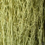 Ramalina thrausta