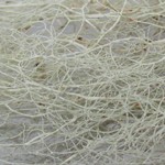 Ramalina thrausta