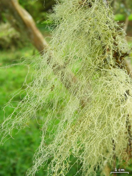 Ramalina usnea