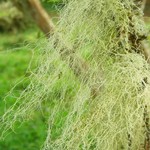 Ramalina usnea