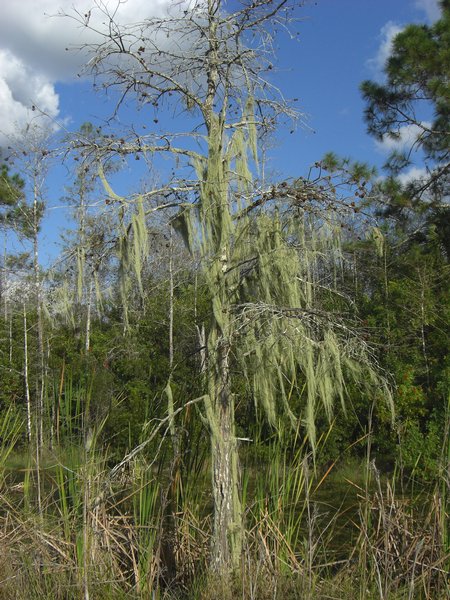 Ramalina usnea