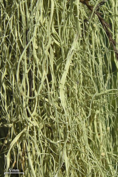 Ramalina usnea