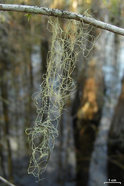 Ramalina usnea