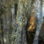 Ramalina usnea