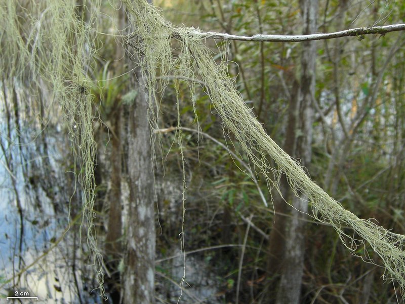 Ramalina usnea