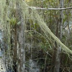 Ramalina usnea