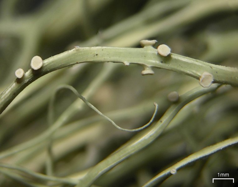 Ramalina usnea