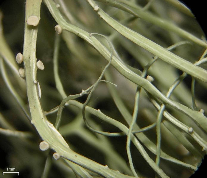 Ramalina usnea