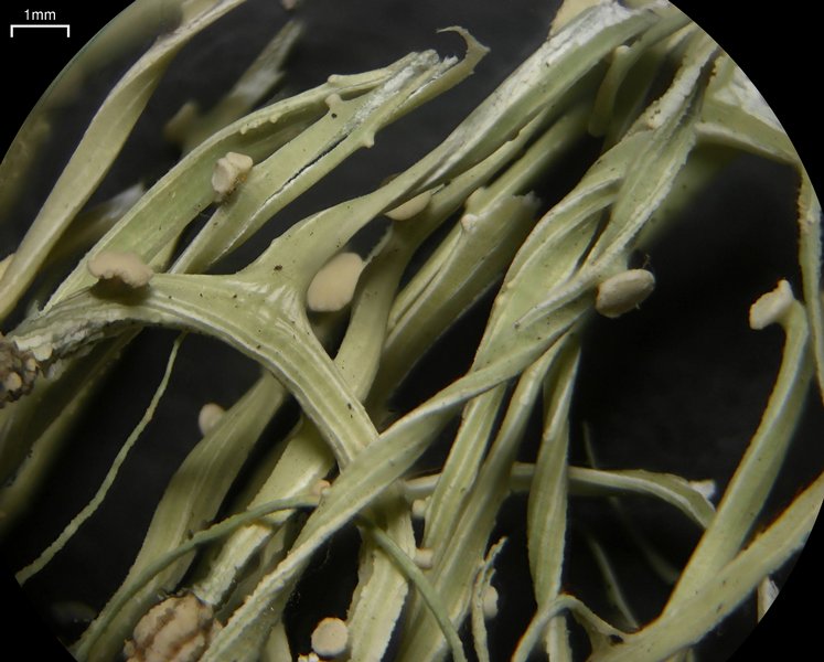 Ramalina usnea