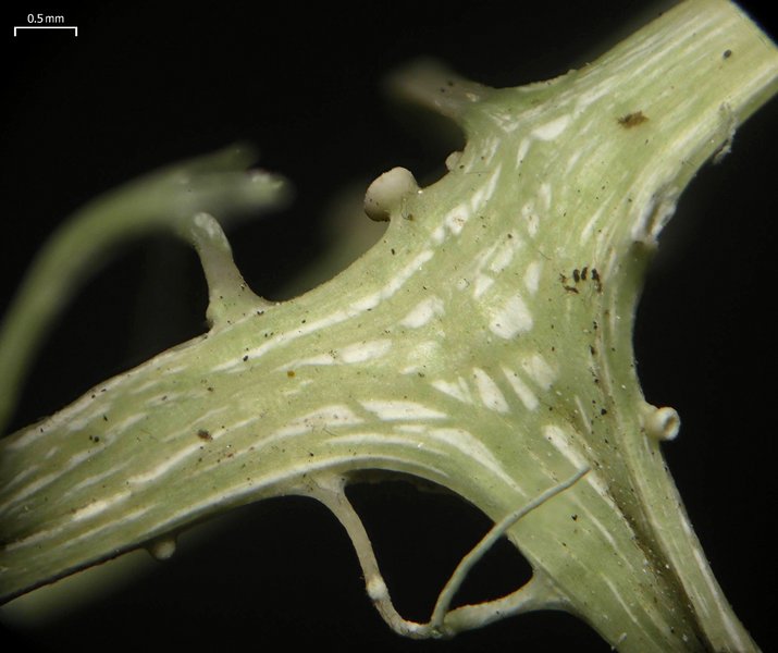 Ramalina usnea