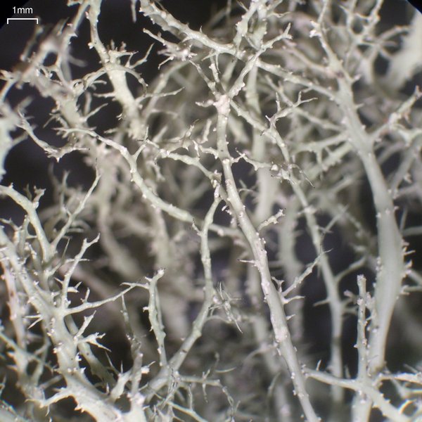 Ramalina willeyi
