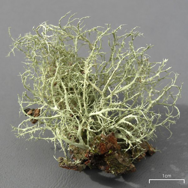 Ramalina willeyi