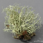 Ramalina willeyi