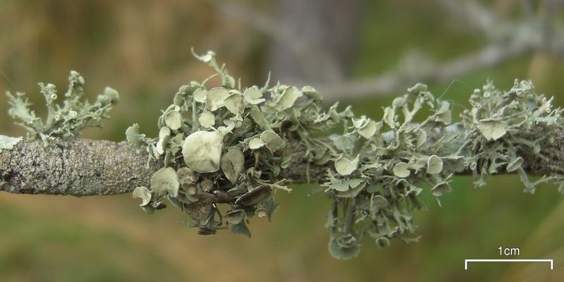 Ramalina willeyi