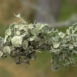 Ramalina willeyi