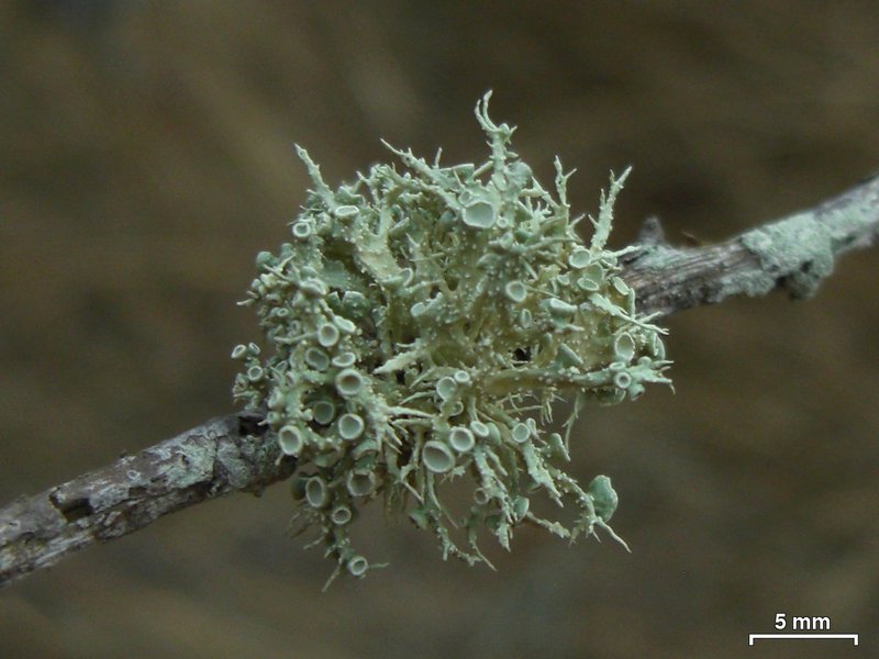 Ramalina willeyi