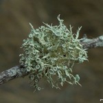 Ramalina willeyi