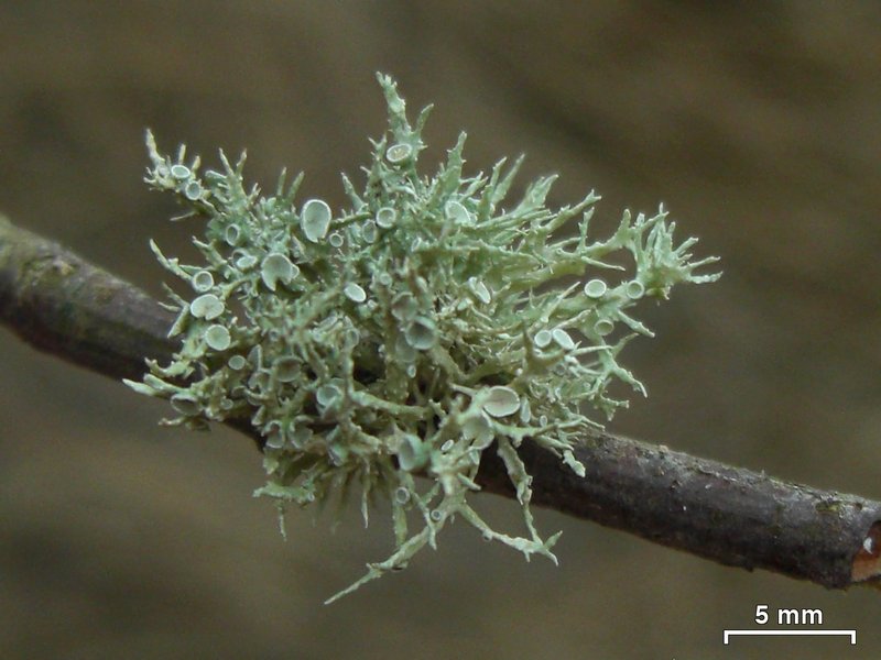 Ramalina willeyi