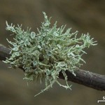 Ramalina willeyi