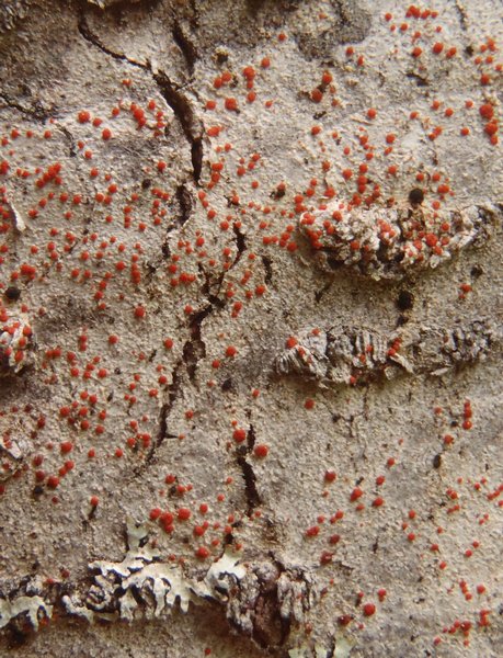 Ramboldia cinnabarina