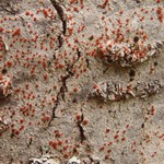 Ramboldia cinnabarina