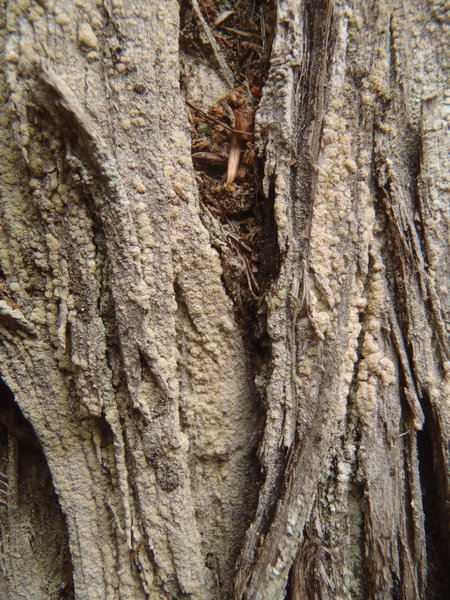 Ramboldia cinnabarina