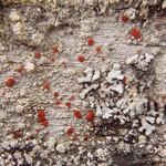 Ramboldia cinnabarina