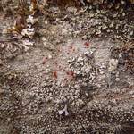 Ramboldia cinnabarina