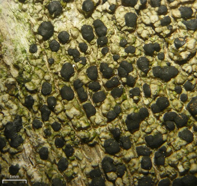 Ramboldia elabens