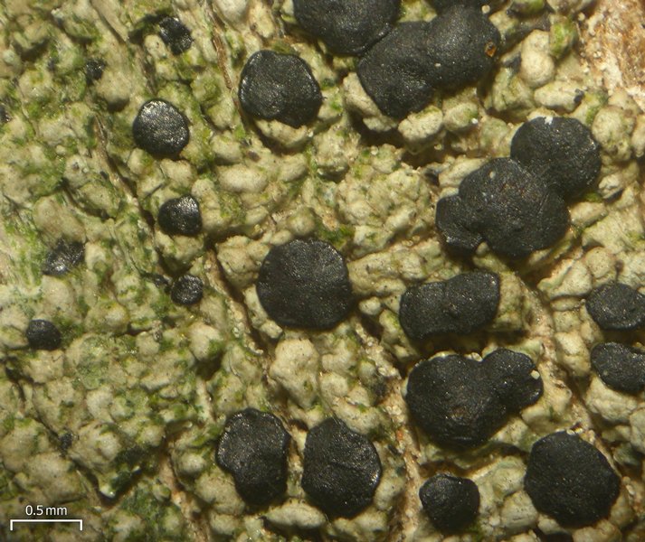 Ramboldia elabens