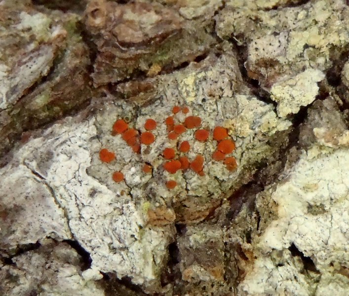 Ramboldia gowardiana