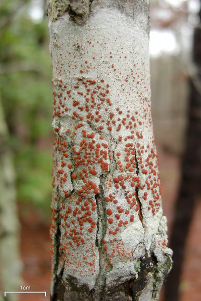 Ramboldia russula