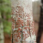 Ramboldia russula