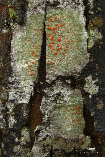 Ramboldia russula