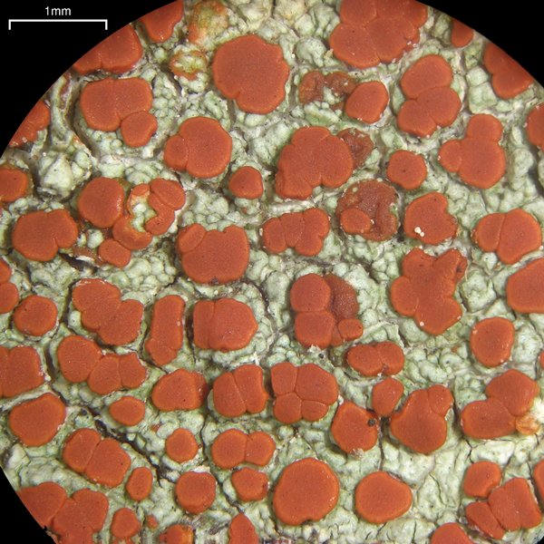 Ramboldia russula