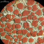 Ramboldia russula