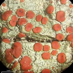 Ramboldia russula