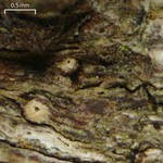 Ramonia microspora