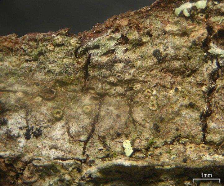 Ramonia microspora