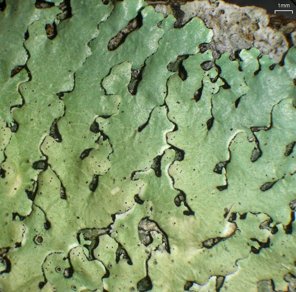 Relicina eximbricata