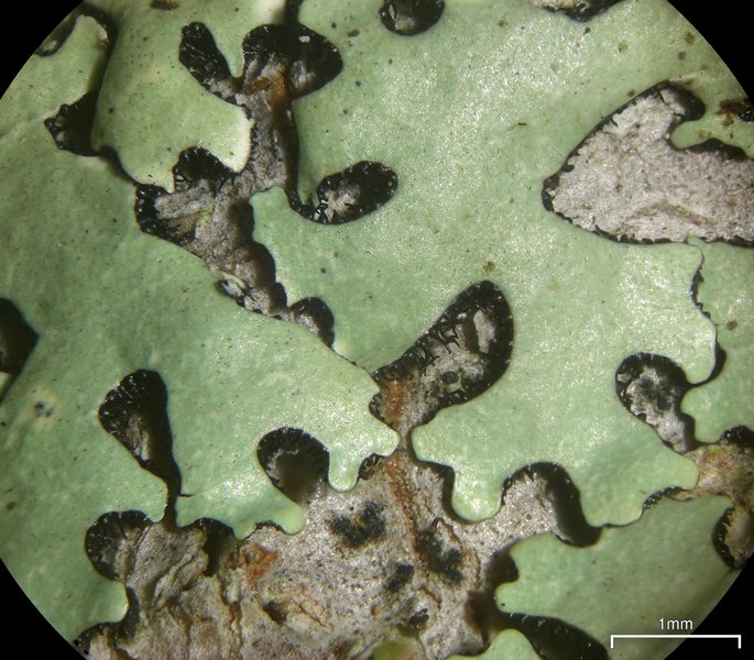 Relicina eximbricata