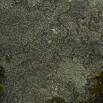 Rhizocarpon badioatrum