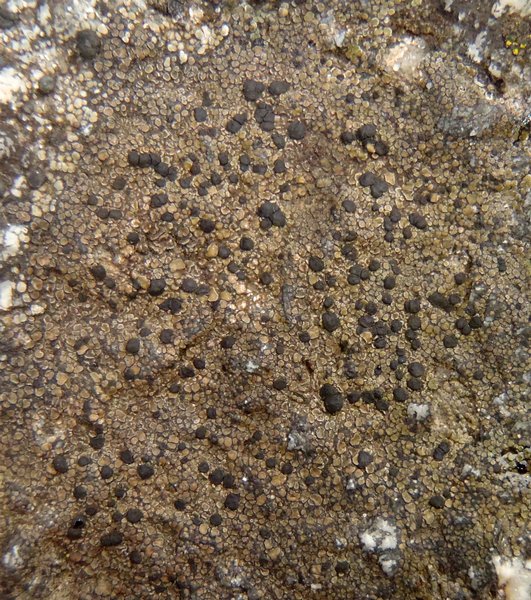 Rhizocarpon bolanderi