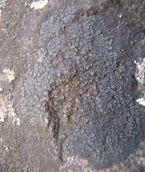 Rhizocarpon bolanderi