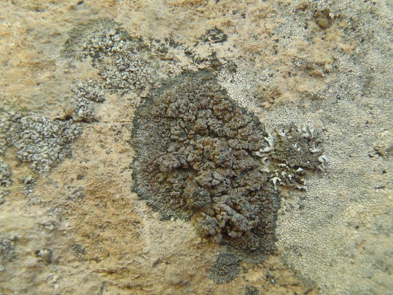 Rhizocarpon bolanderi