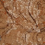 Rhizocarpon chioneum