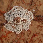Rhizocarpon chioneum