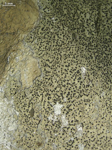 Rhizocarpon cinereovirens